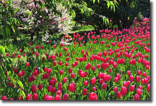 花卉雜片植物園與網(wǎng)絡(luò)技術(shù)開(kāi)發(fā)的融合創(chuàng)新